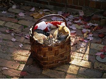 《本尼迪克特福克斯的最后一案》最终版将登PS5